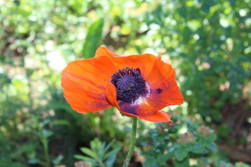 summer flower poppy