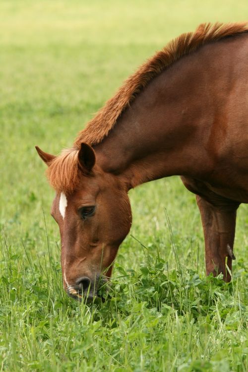 summer brown horse eating hay