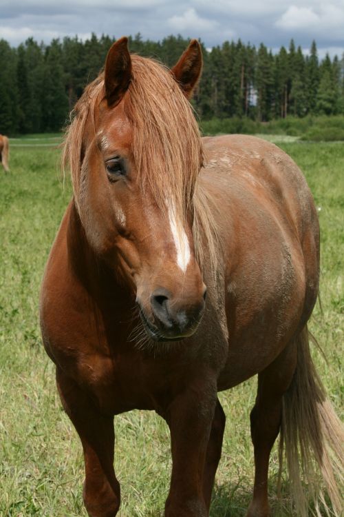 summer brown horse at grass