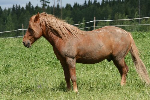 summer brown horse at grass