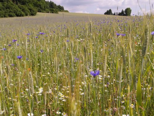 summer field meadow