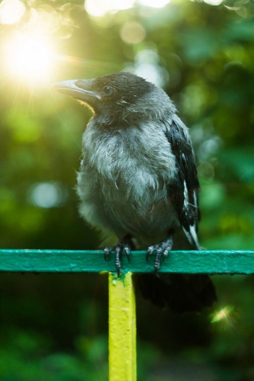 summer bird crow