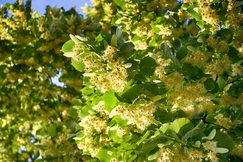 summer tree leaves