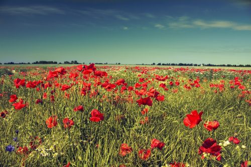 summer meadow poppies