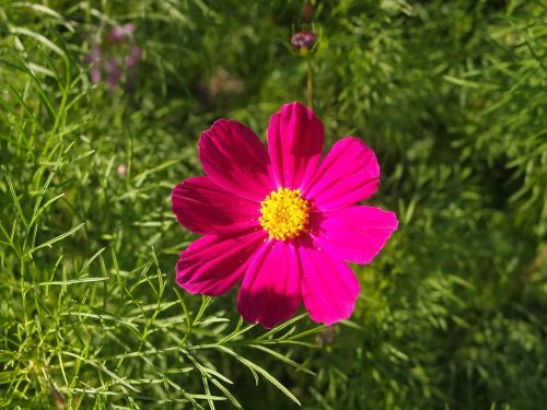 summer flowers flower bed