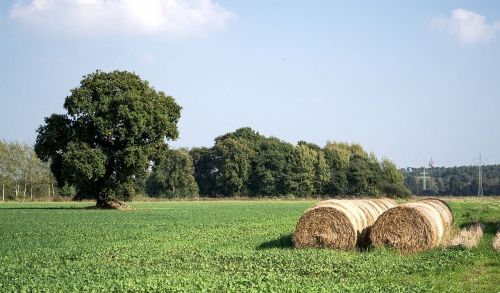 summer nature field