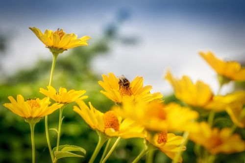 summer sun flowering plant