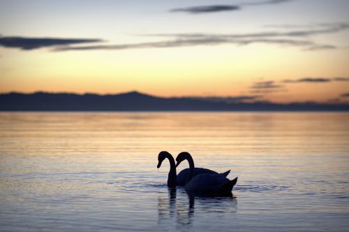 summer summer holiday swans