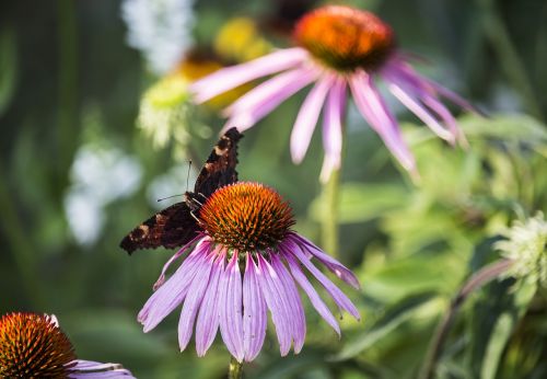 summer garden butterfly