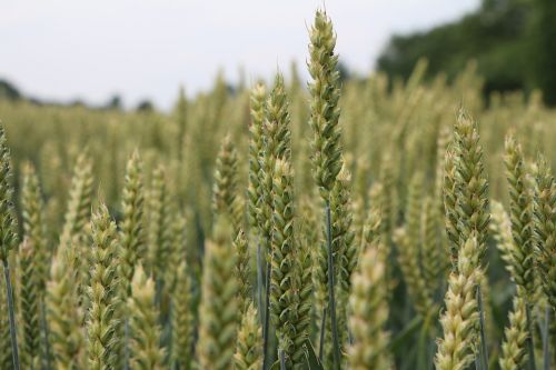 summer cornfield landscape