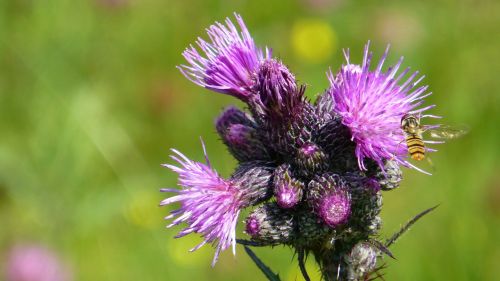 summer meadow thistle