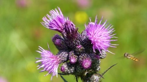 summer meadow thistle