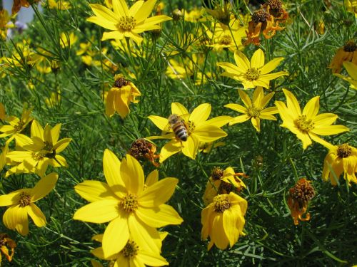 summer flowers yellow