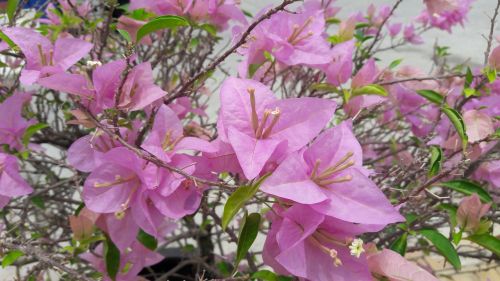 bougainvillea pale pink summer