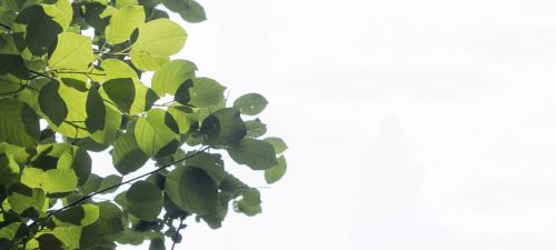 summer leaves plant