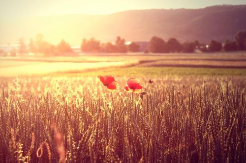 summer wheat poppy