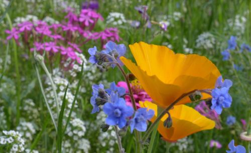 summer summer flowers close