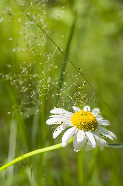 summer daisy flower