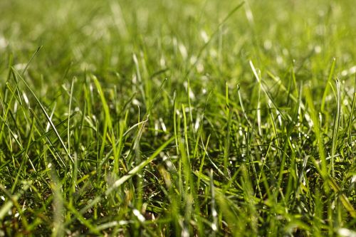 summer horizontal grass