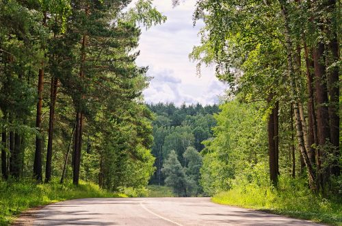 summer forest road