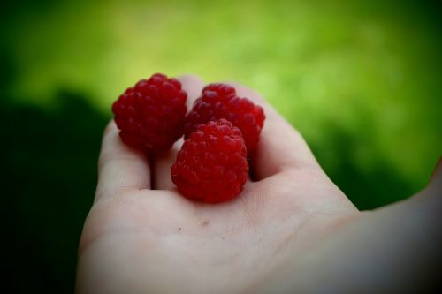 summer raspberries hand