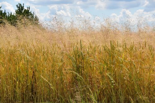 summer corn field