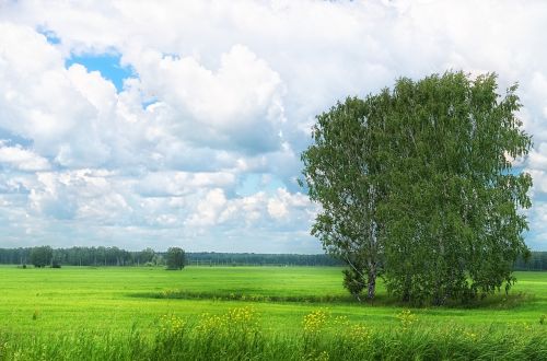 summer field grass