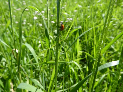 summer grass meadow