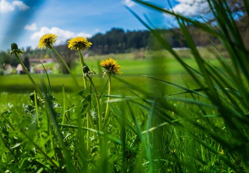 summer flower grass