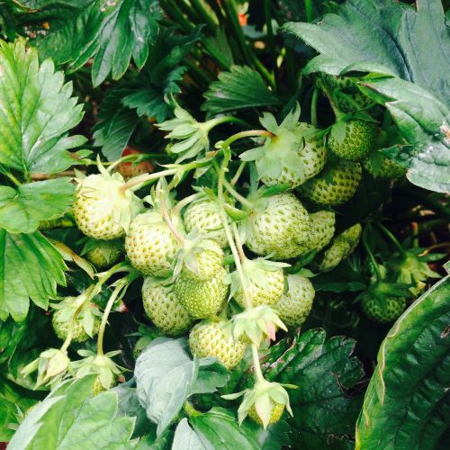 summer green strawberries strawberry