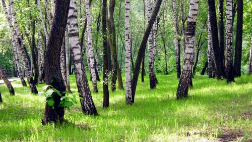 summer birch grass