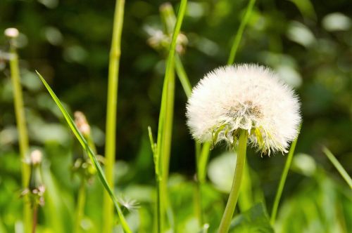 summer dandelion nature