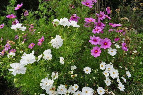 summer flower meadow