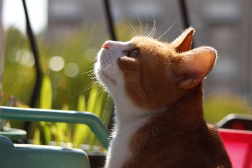 summer cat sunny