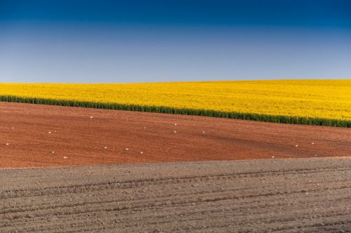 summer colors rapeseed