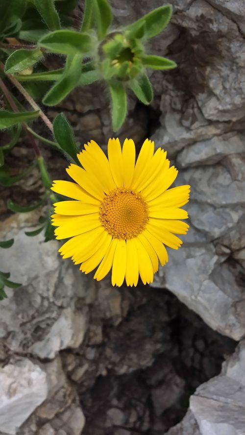 summer flower yellow