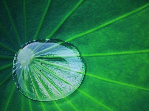 summer lotus leaf water droplets