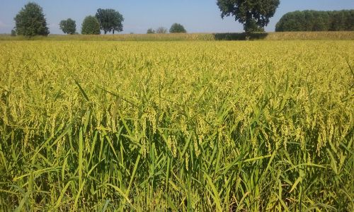 summer rice field ears
