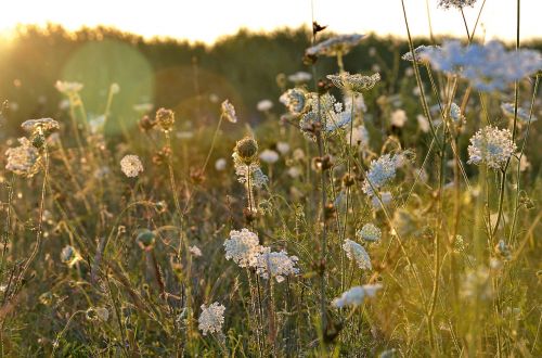 summer nature sunset