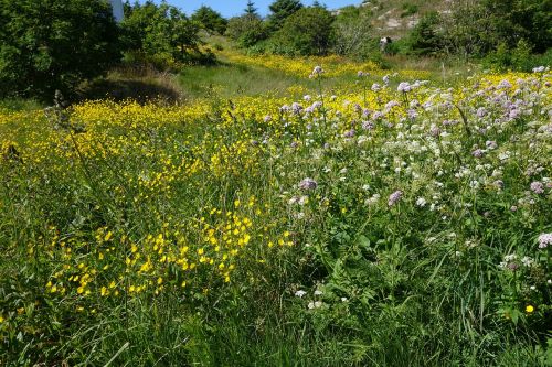 summer meadow norway