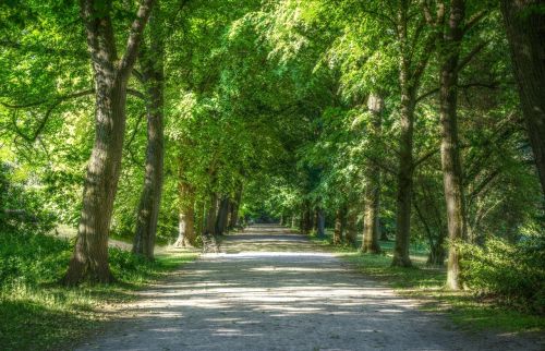 summer green nature