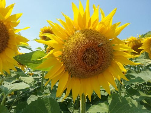 summer flower sunflower