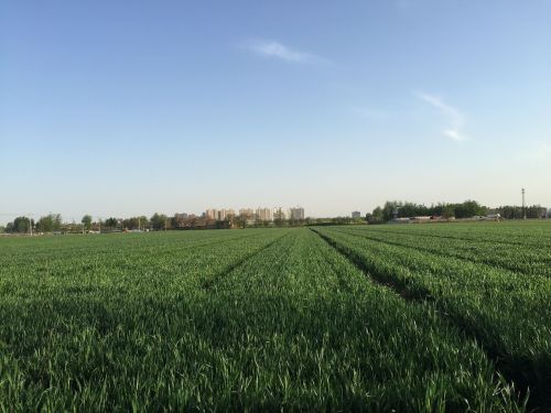 summer in wheat field blue sky