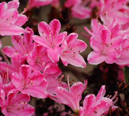 summer garden flowers