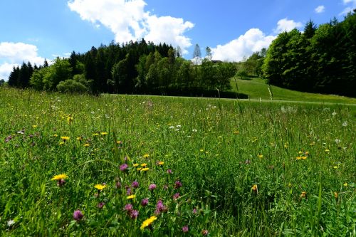 summer meadow grass