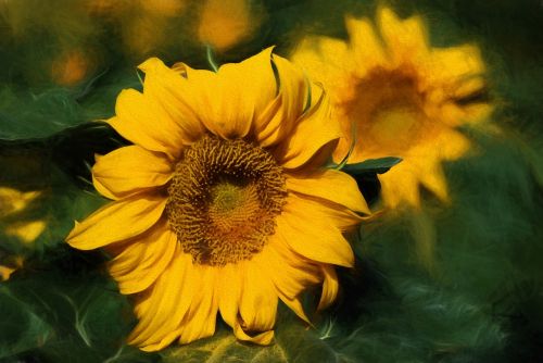 summer sunflower bloom