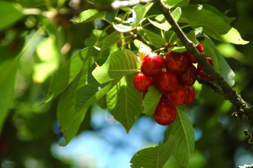 summer red cherry