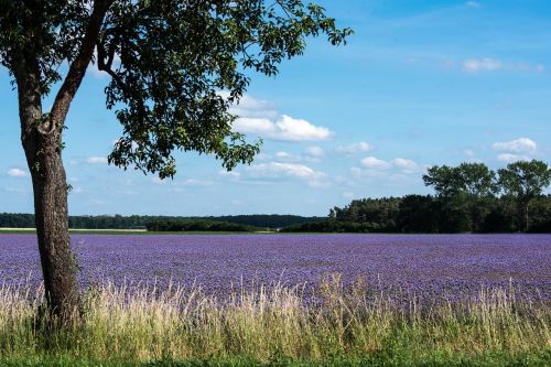 summer field nature