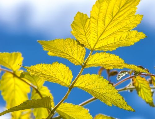 summer leaf back light