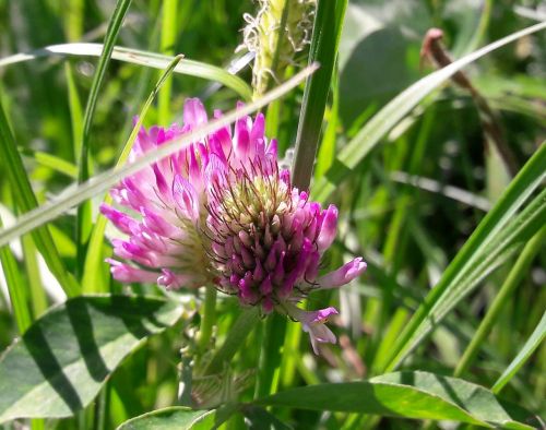 summer grass nature